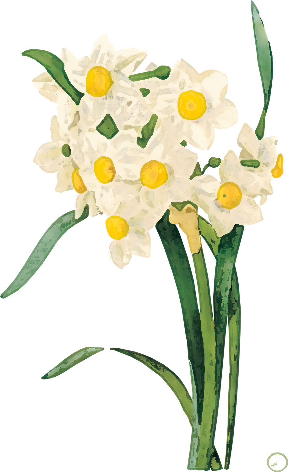 Png形式でダウンロード - Daffodil Print (917x1500)