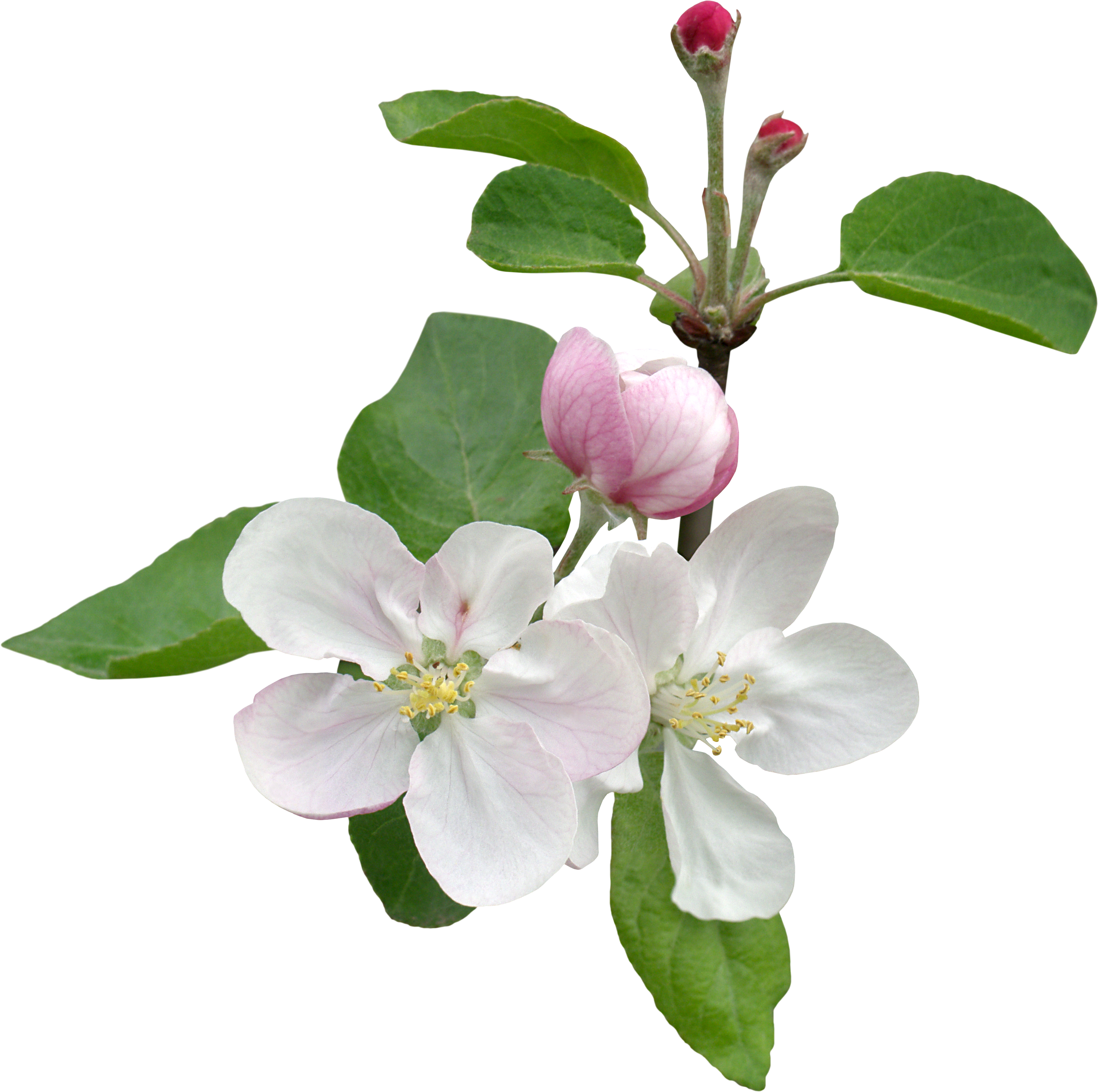Цветы Белые 60 » Цветы Белые » Растительный Мир » Галерея - Flower (3319x3300)