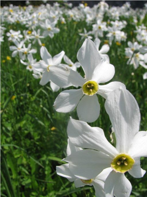 Les Avants村的水仙花田，背景是dent De Jaman 和rochers De Naye两座雪山山峰。 - California Fawn Lily (1024x682)