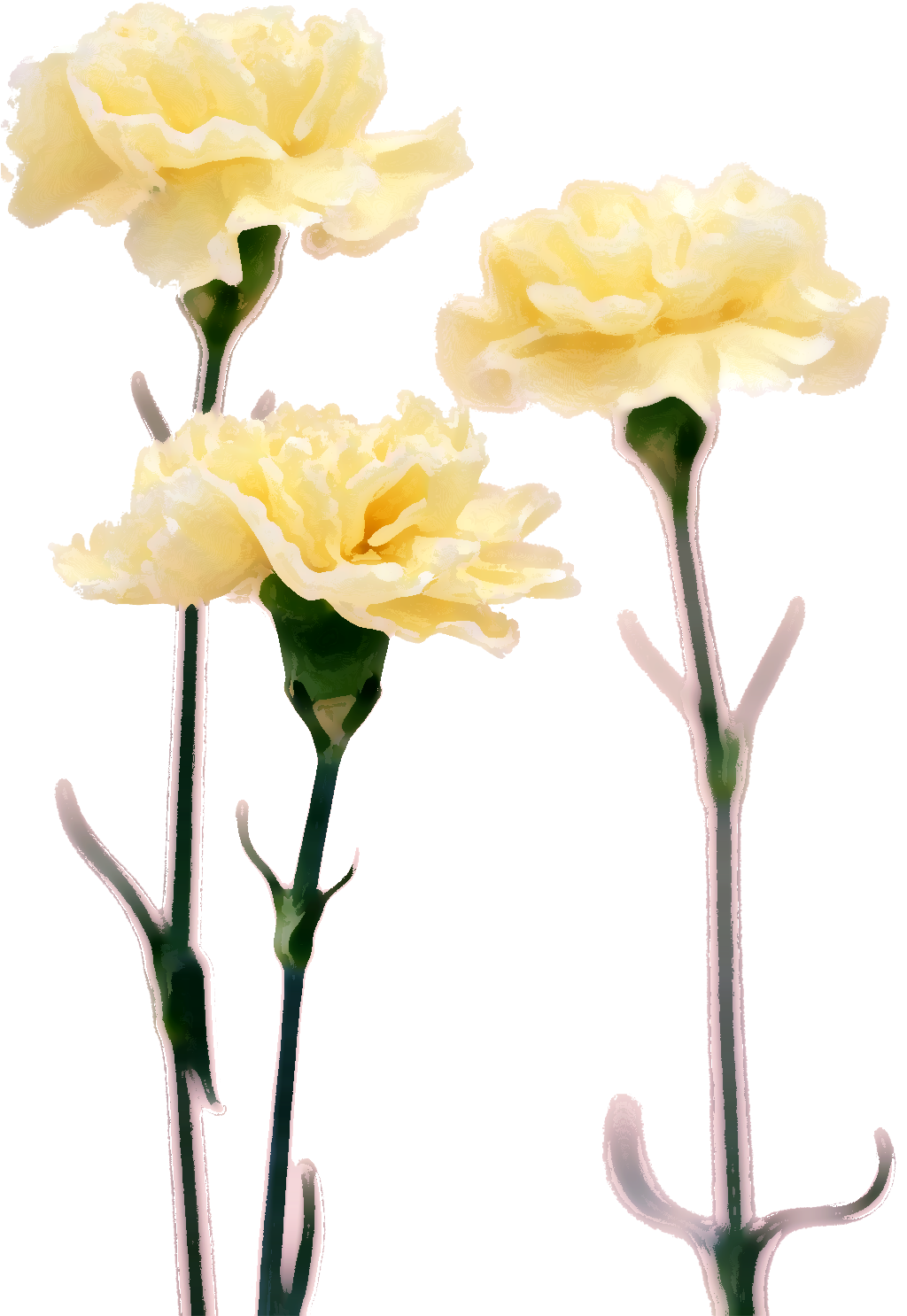 Png形式でダウンロード - カーネーション 白 フリー 素材 (1023x1500)