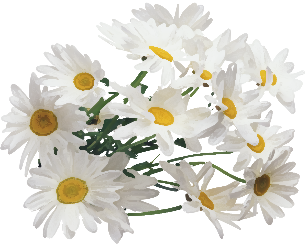 Png形式でダウンロード - Chamomile Png (1200x953)