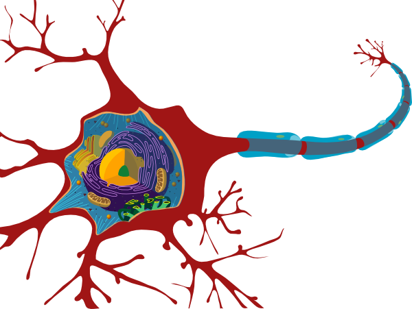 Neuron Clip Art At Clker - Marfan Syndrome Nervous System (600x451)