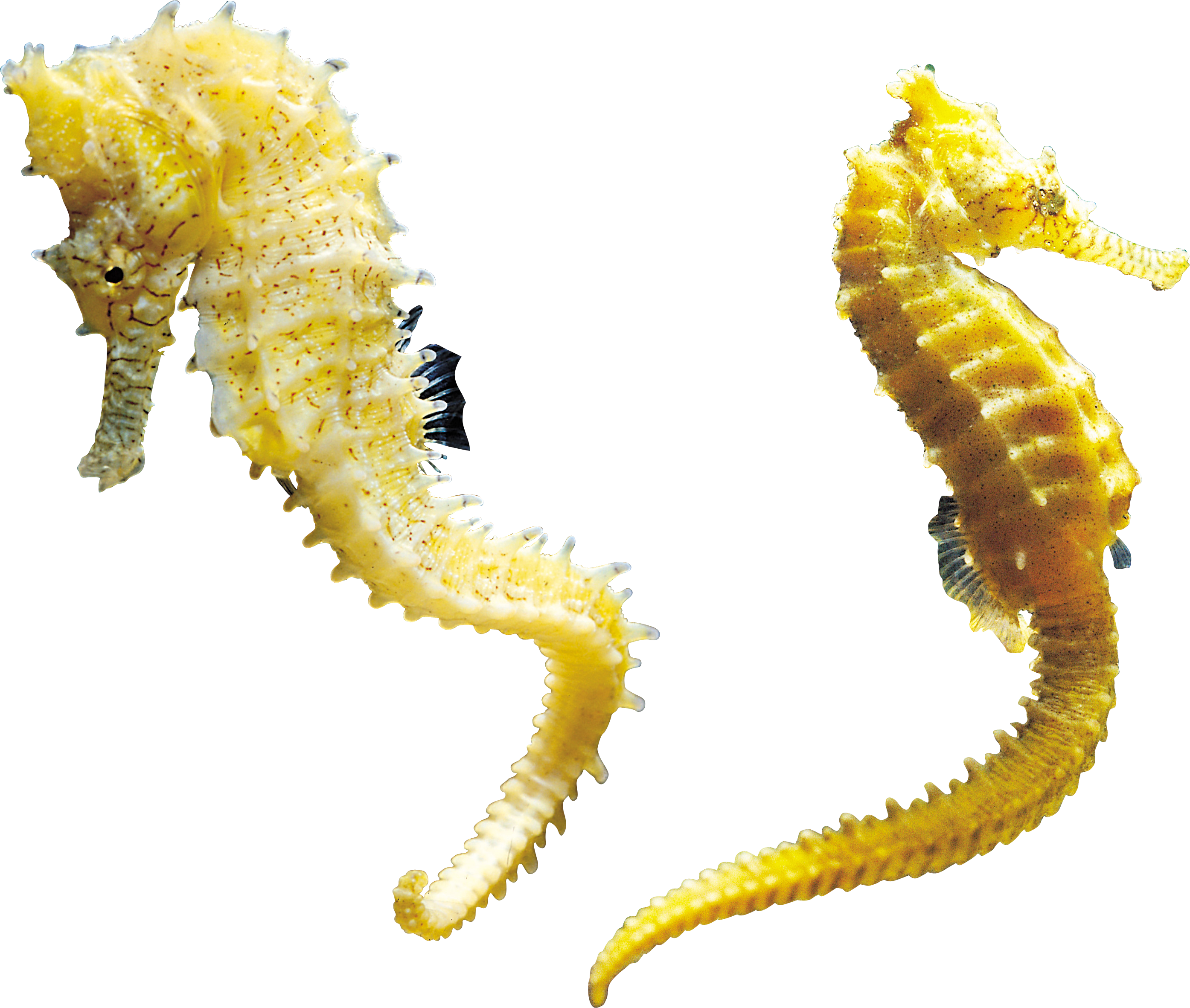 Seahorse Png - Real Sea Horse Png (2789x2363)