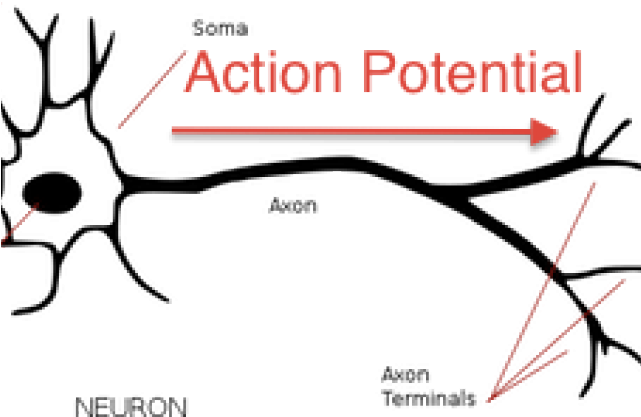 Neuron Clipart Annotated - Structure Of Neuron Black And White (640x480)