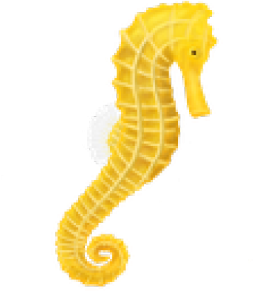 Seahorse Png Transparent Images - Seahorse Png (640x480)