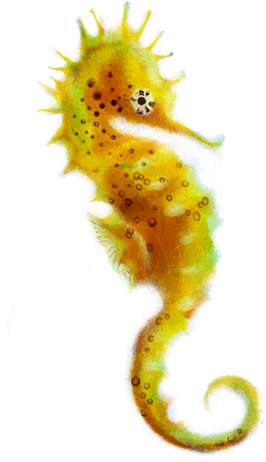 Seahorse Pictureid=16080459 - Clipart Best - Clipart - Sea Horse Png (1134x756)