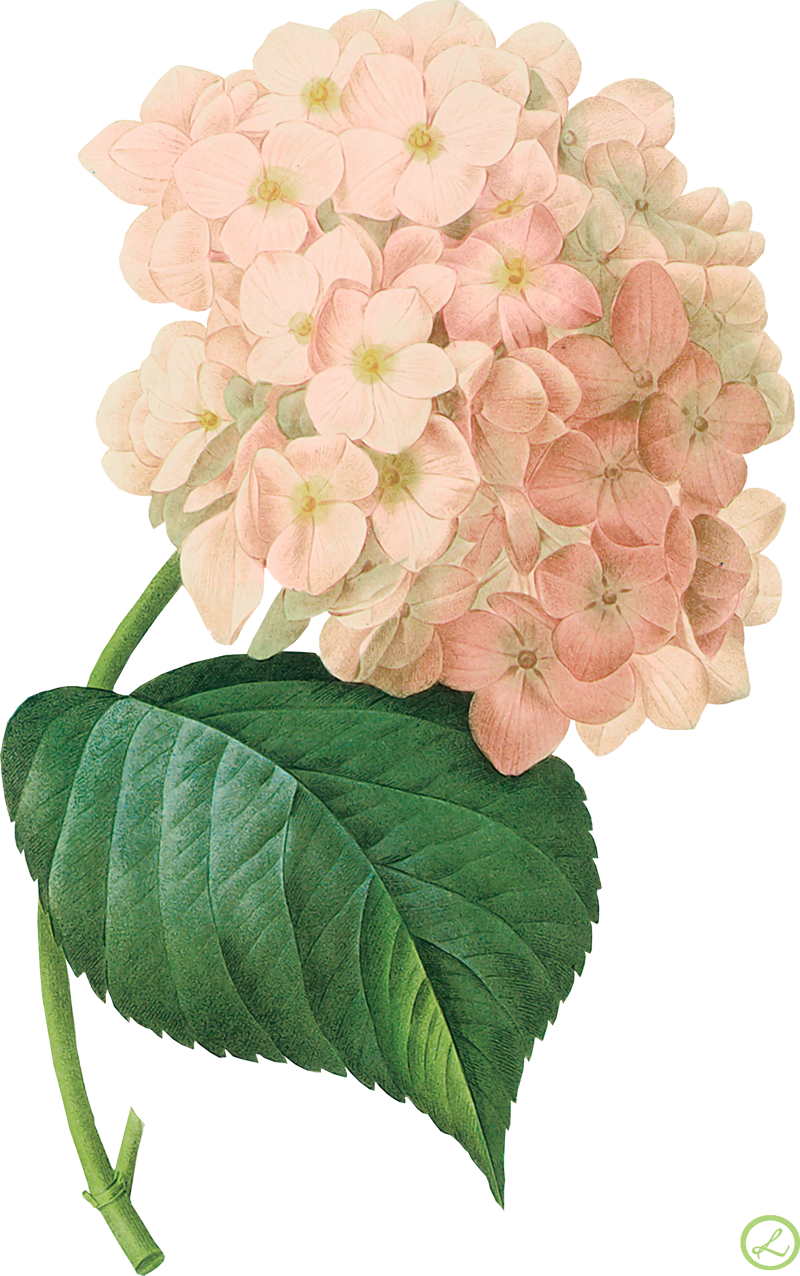 Png形式でダウンロード - Botanical Paintings Hydrangea (800x1276)