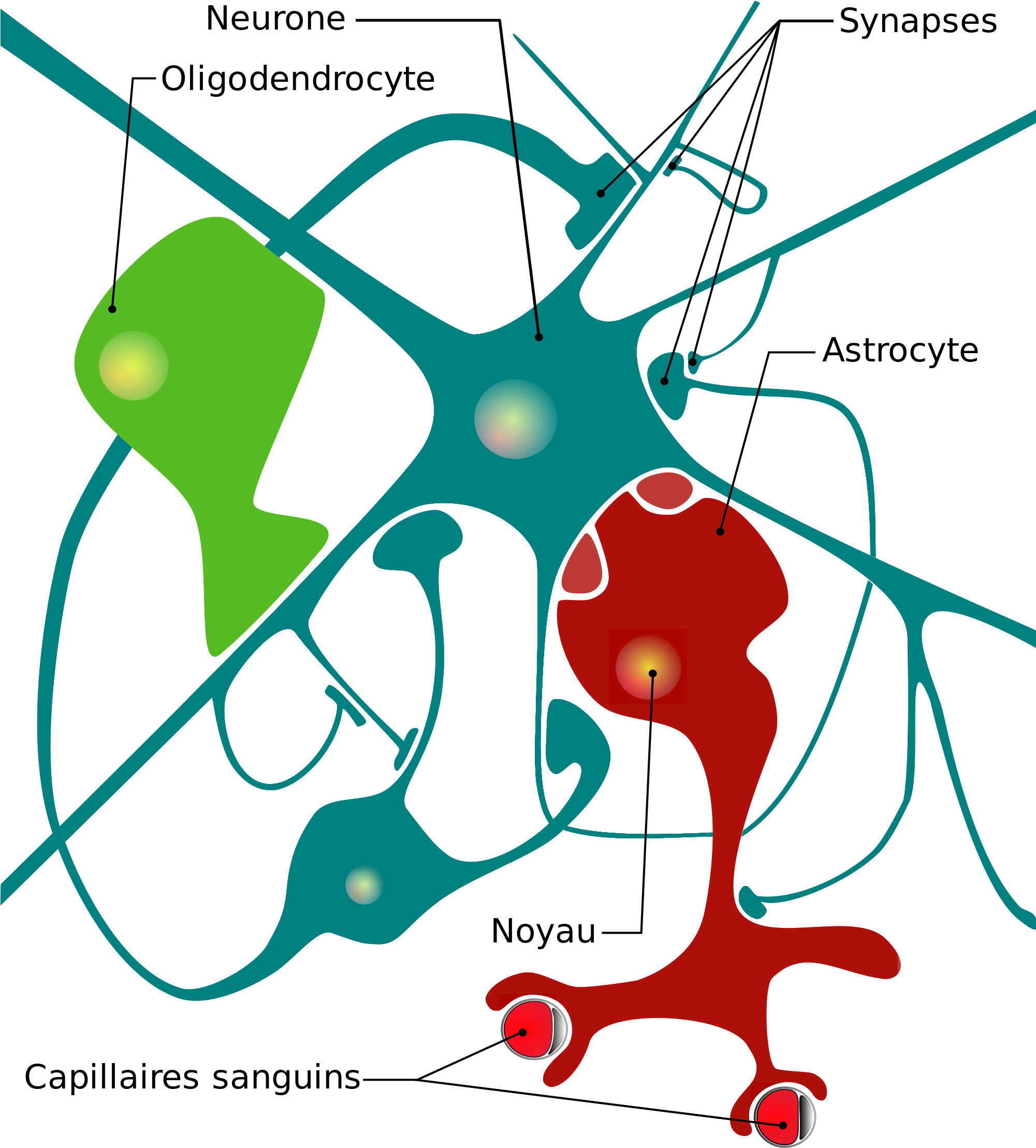 Open - Astrocyte Glial Cell Diagram (2000x2828)