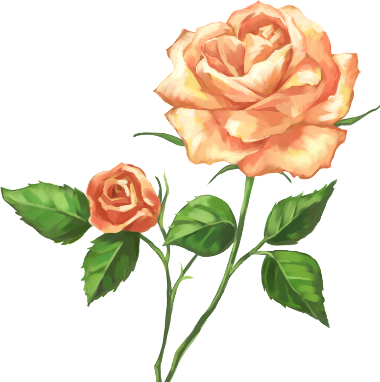 Png形式でダウンロード - 手绘 玫瑰 (776x780)