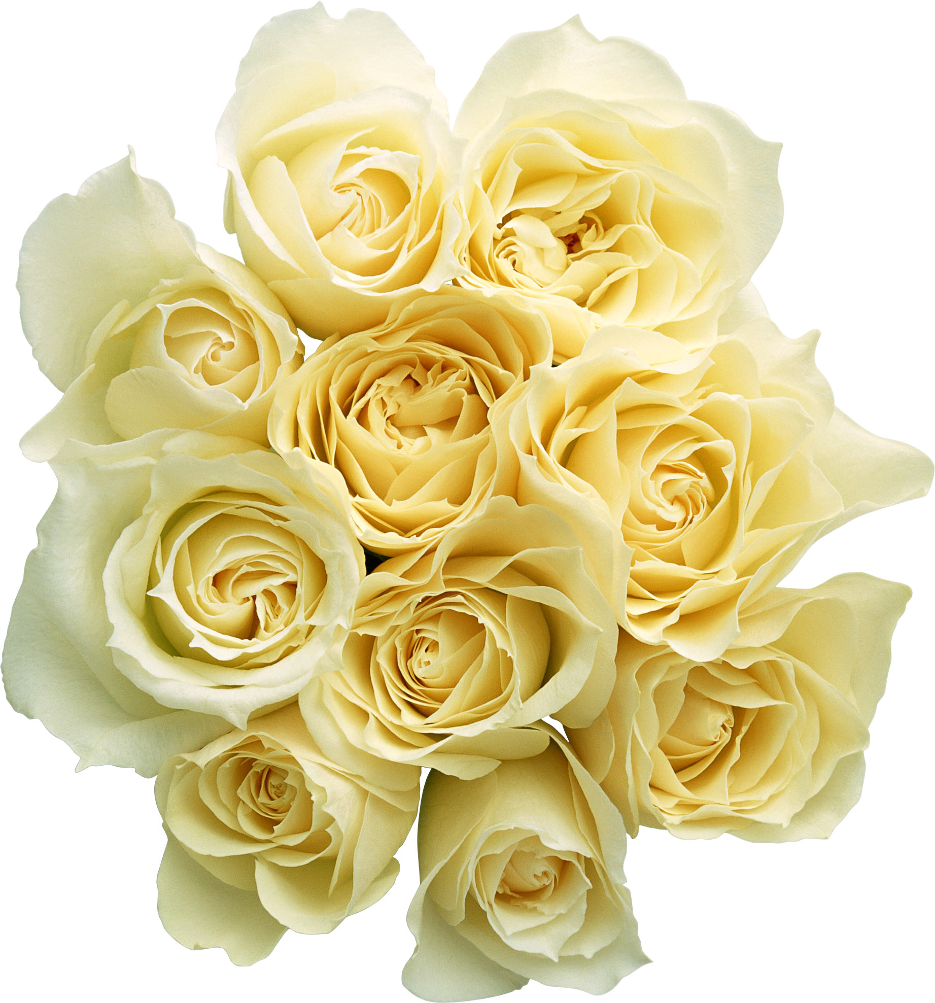 Png形式でダウンロード - Bouquet Yellow Roses Png (1843x1977)