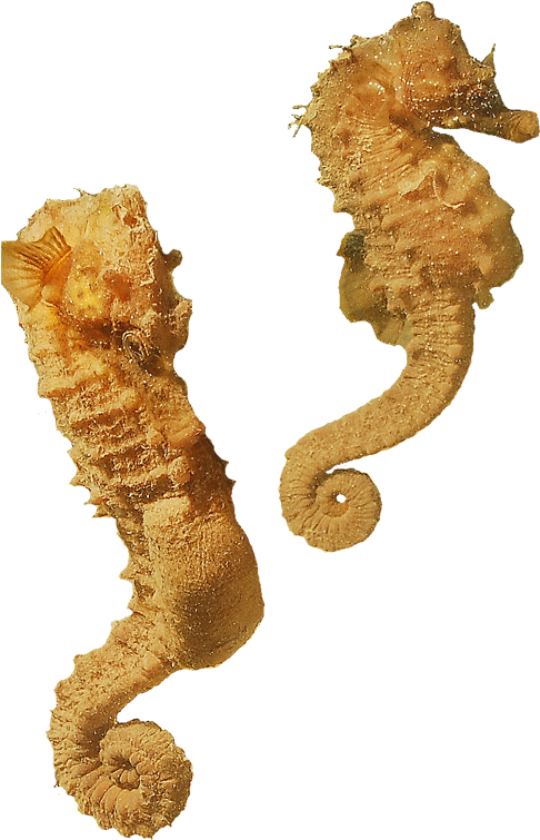 The Seahorse Trust Www - Seahorse Transparent (500x781)