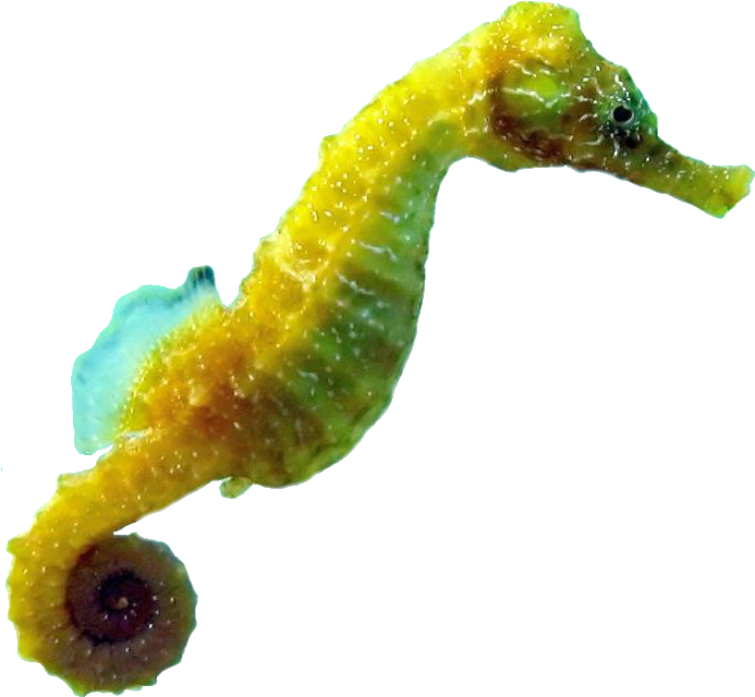 98 % - Cá Ngựa Màu Vàng (696x685)