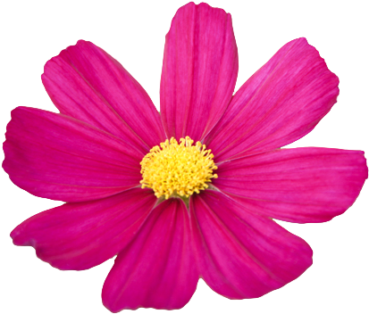 Pink Flower Png Cosmos Bipinnatus - Flowers With No Background (420x366)