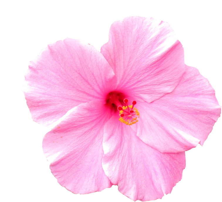 Pink Flower V2 By Thestockwarehouse - Pink Flower (800x765)