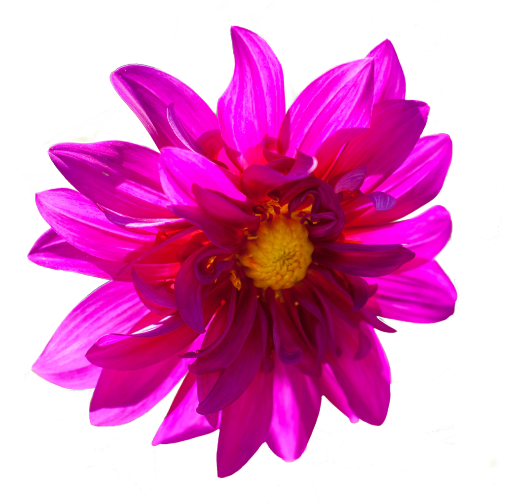 Dark Pink Flower Png By - Prayer (1024x1020)