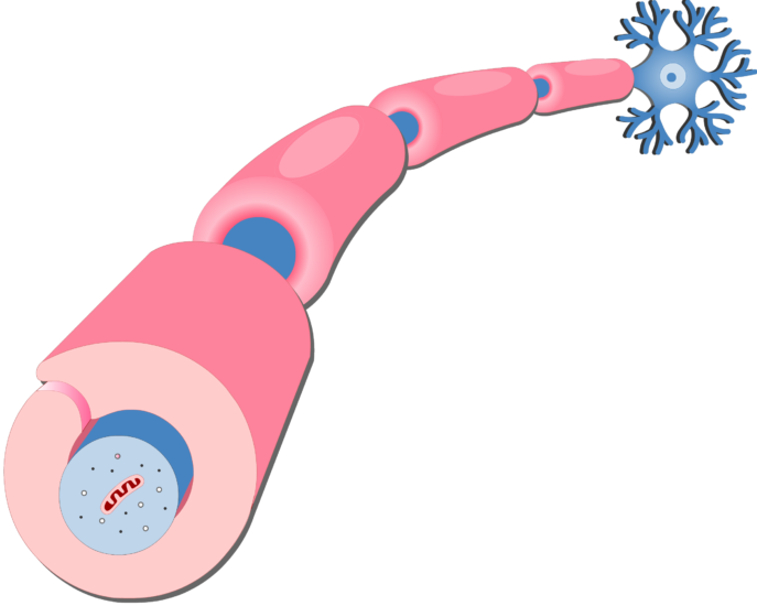 An Image Showing An Axon Of A Neuron Myelinated By - Axonal And Myelin Sheath (687x550)