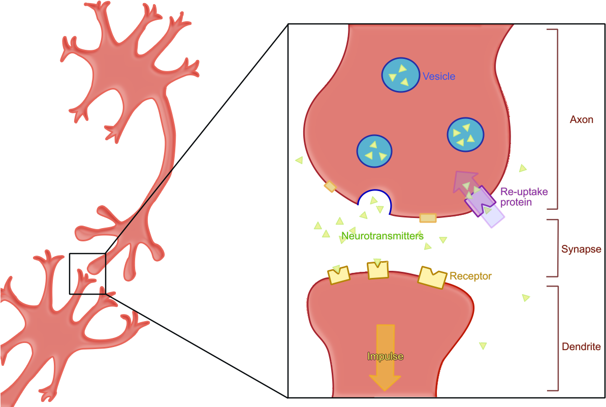 Reuptake Both - Valbenazine Mechanism Of Action (1200x800)