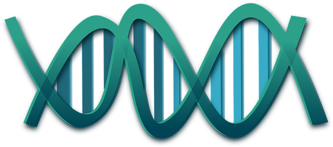 Dna Helix Genes Science Rna Molecules Biol - Transparent Dna Clip Art (1280x640)