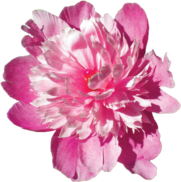 Pink Flower Stock Png By Kpep - Downy (900x1125)