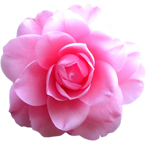 Transparent Flowers Tumblr Pink (500x485)