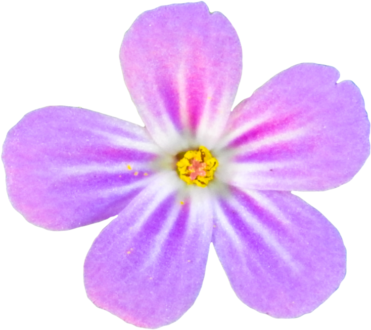 Pink Flower Png By Bunny With Camera - Portable Network Graphics (894x894)