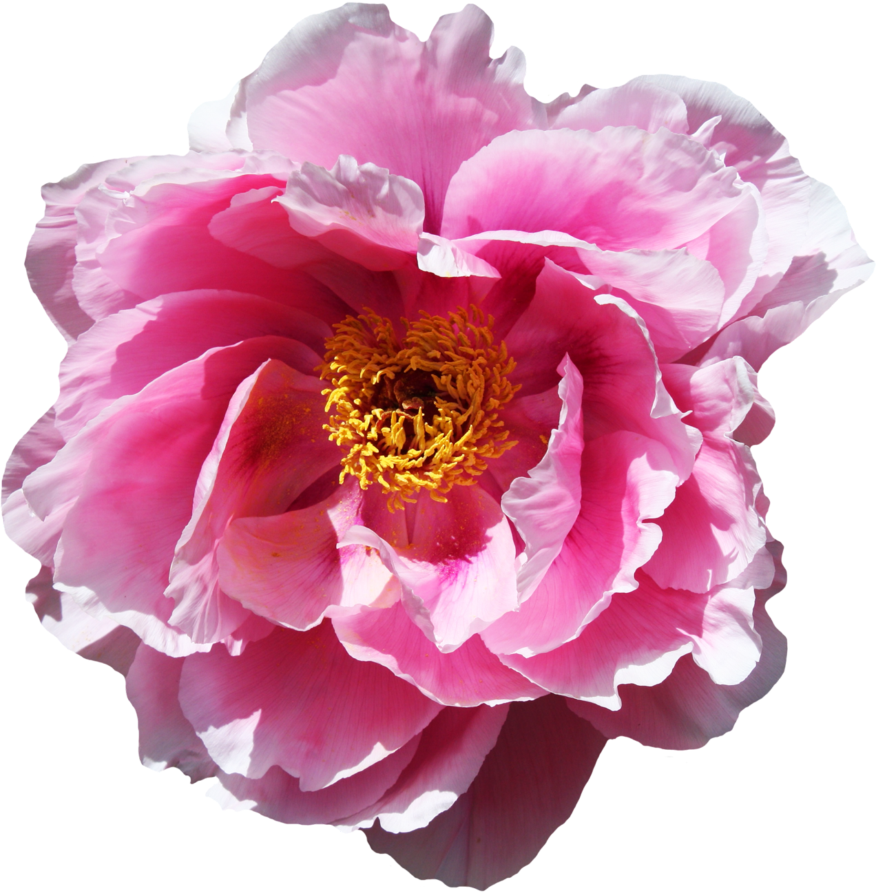 Rose Flower Png Image - Portable Network Graphics (1400x1418)