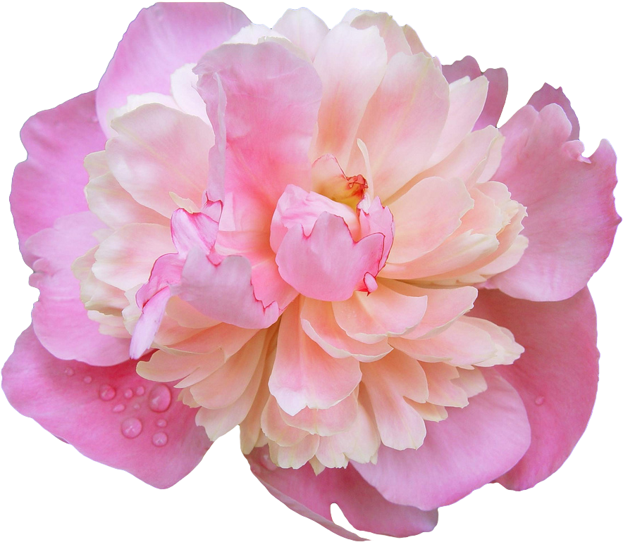 Pink Flower Crown Transpa Choice Image Flower Wallpaper - Madeline Flower (1024x956)