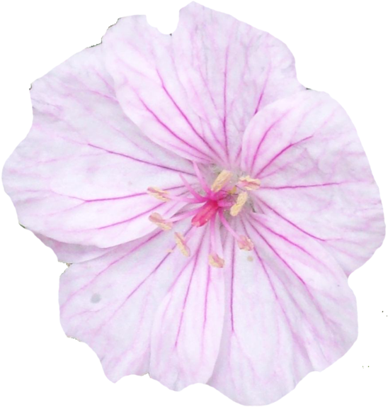 Cutout Flower Png (600x608)