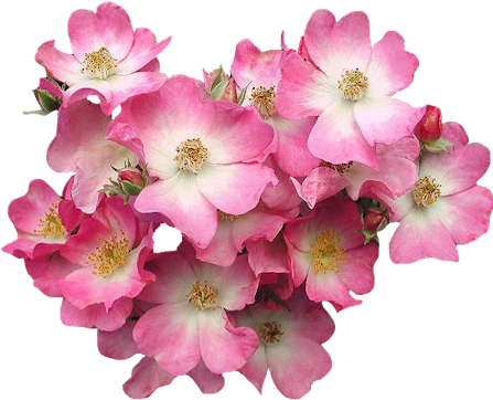 Pink-flower - Pink Flowers Pngs (451x370)