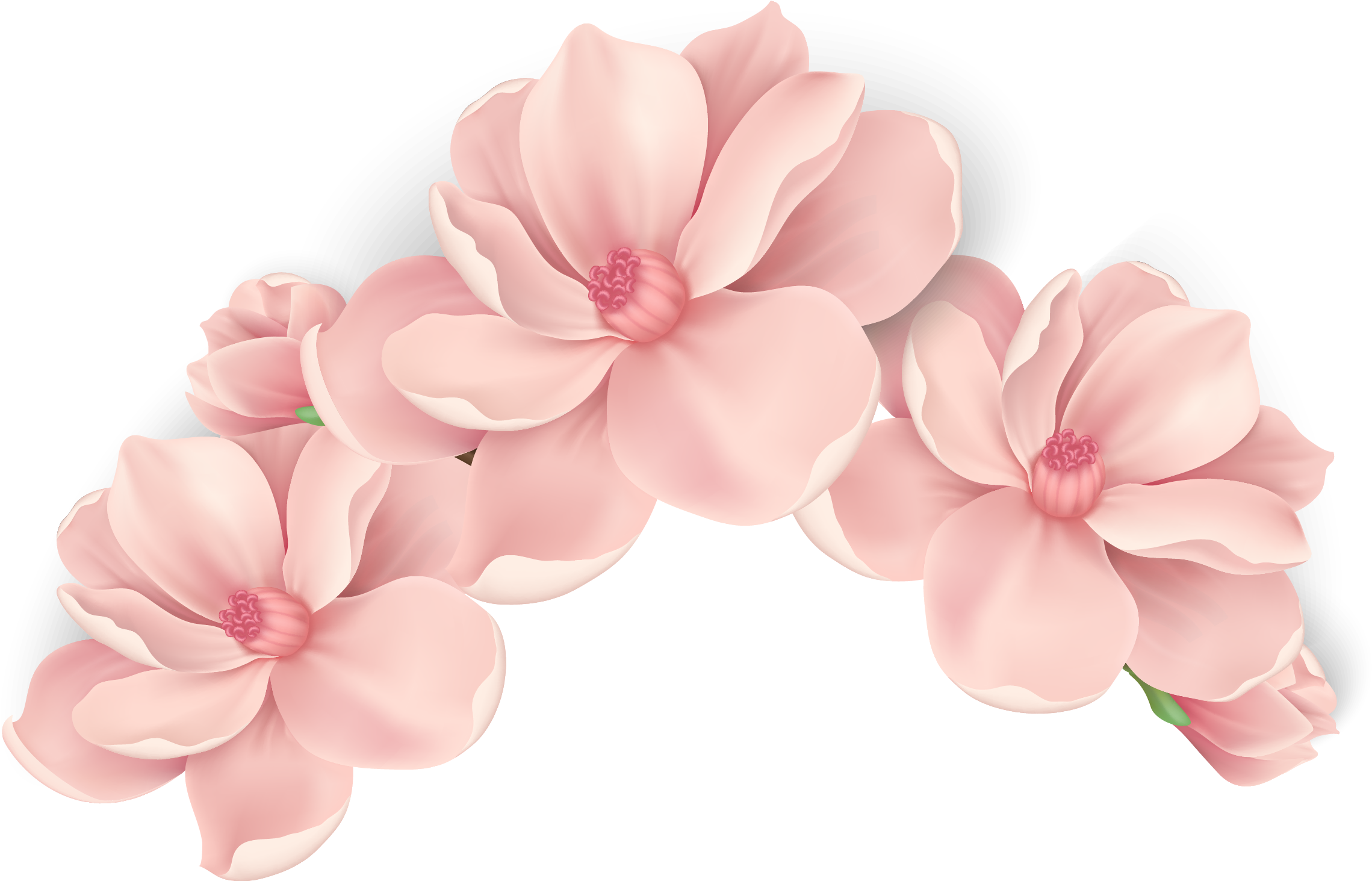 Pink Flowers Pink Flowers Vector Hand Painted Pink - Pink Flower Vector Transparent (2302x1471)