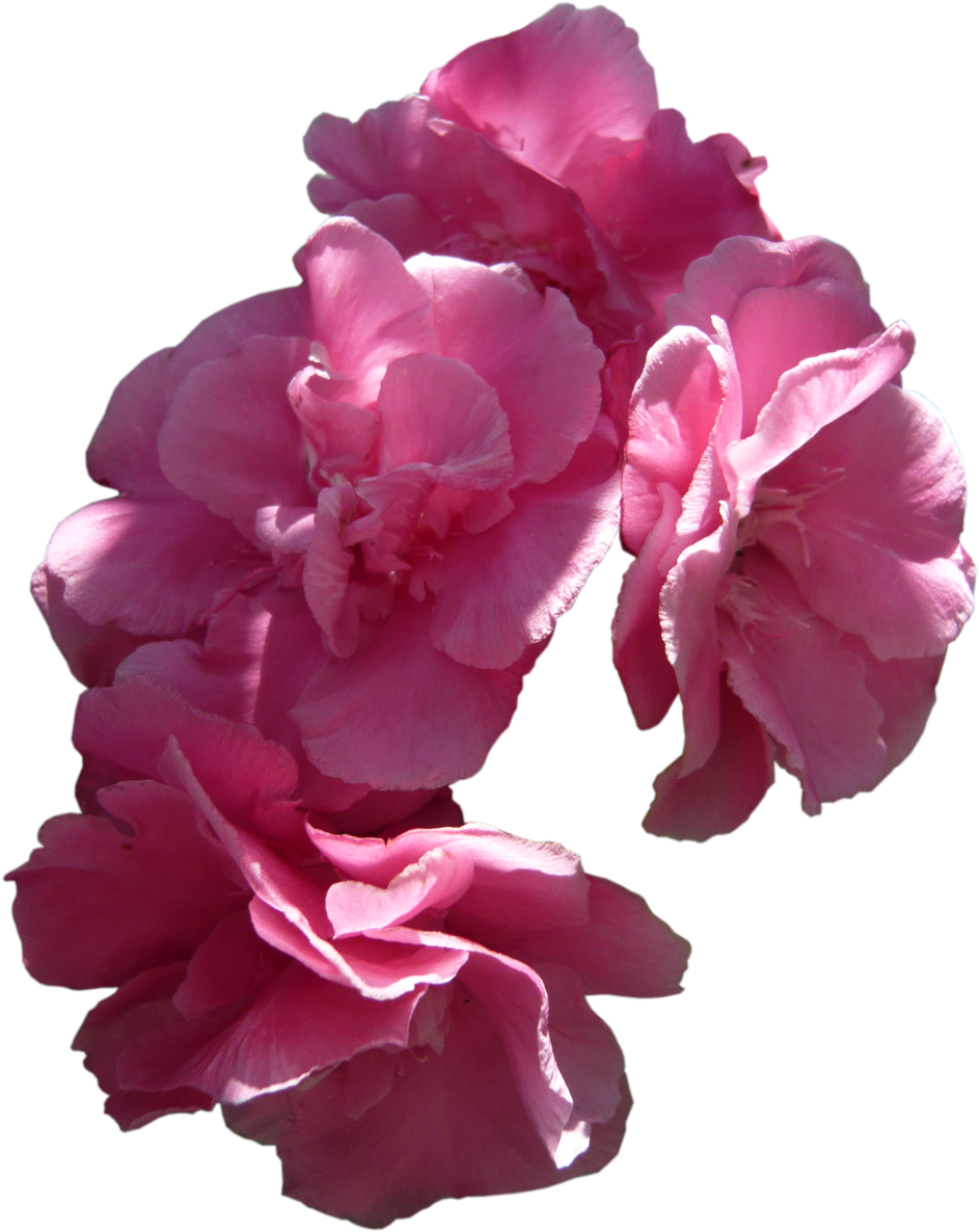 Idunahayaphotography Pink Flowers, Png By Idunahayaphotography - Stock Flowers Png (1024x1365)