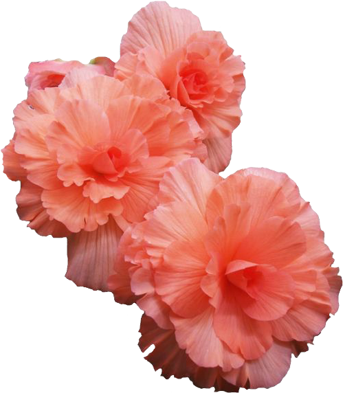Pink Flowers - Flowers Transparent (500x578)