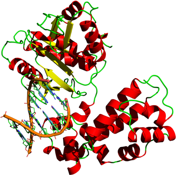 Yikrazuul Wik Dna Polymerase - Dna Polymerase Png (603x600)
