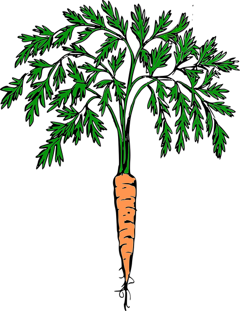 Carrot, Orange Carrot, Vegetables - Carrot Plant Clipart (494x640)