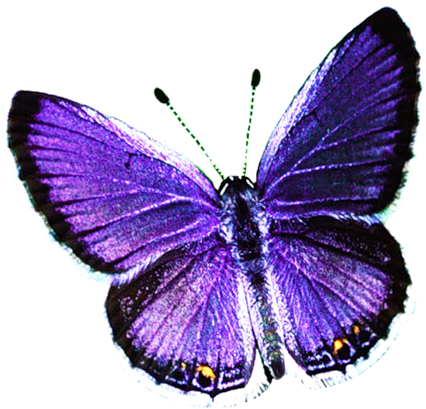 Butterfly Hd Png Image - Forudesigns Women Small Handbags Butterfly Printing (500x458)