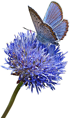 Butterfly - Blue Butterfly Blue Flower (321x450)