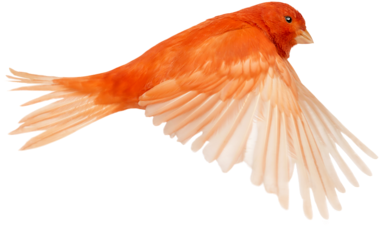 Red Canary Serinus Canaria, Flying Against White Background - Canary Birds Flying (500x295)