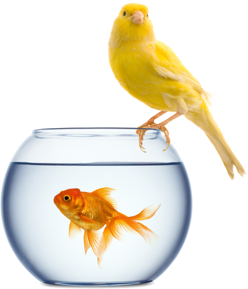 Click Here To Download Your - Pet Goldfish (894x1060)