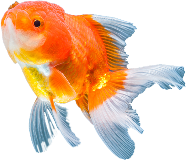 Artículos Para Mascotas - Goldfish (1920x600)