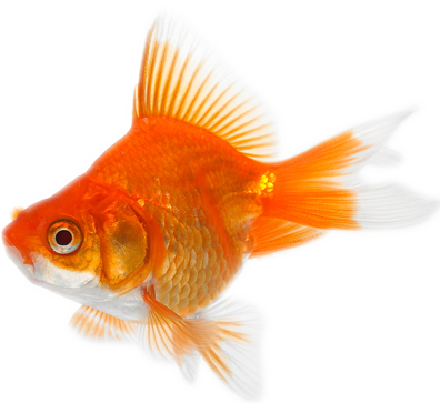 Goldfish Png - Photo - Things That Are Orange (396x363)