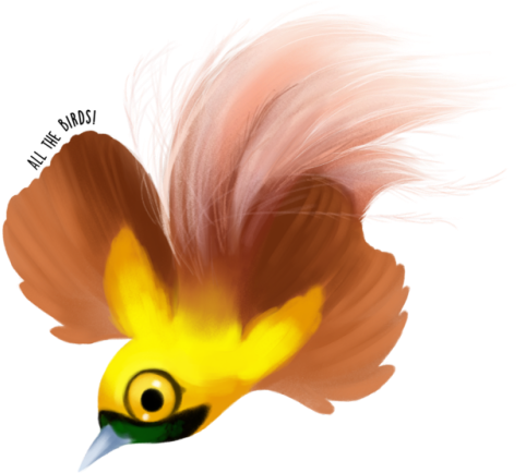 Goldie's Bird Of Paradise Paradisaea Decora - Hornbill (500x443)