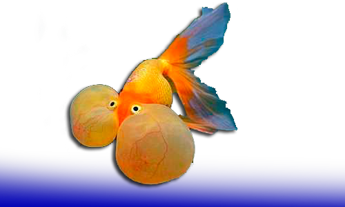Miracierlos Y Ojo Burbuja - Bubble Eye (500x300)