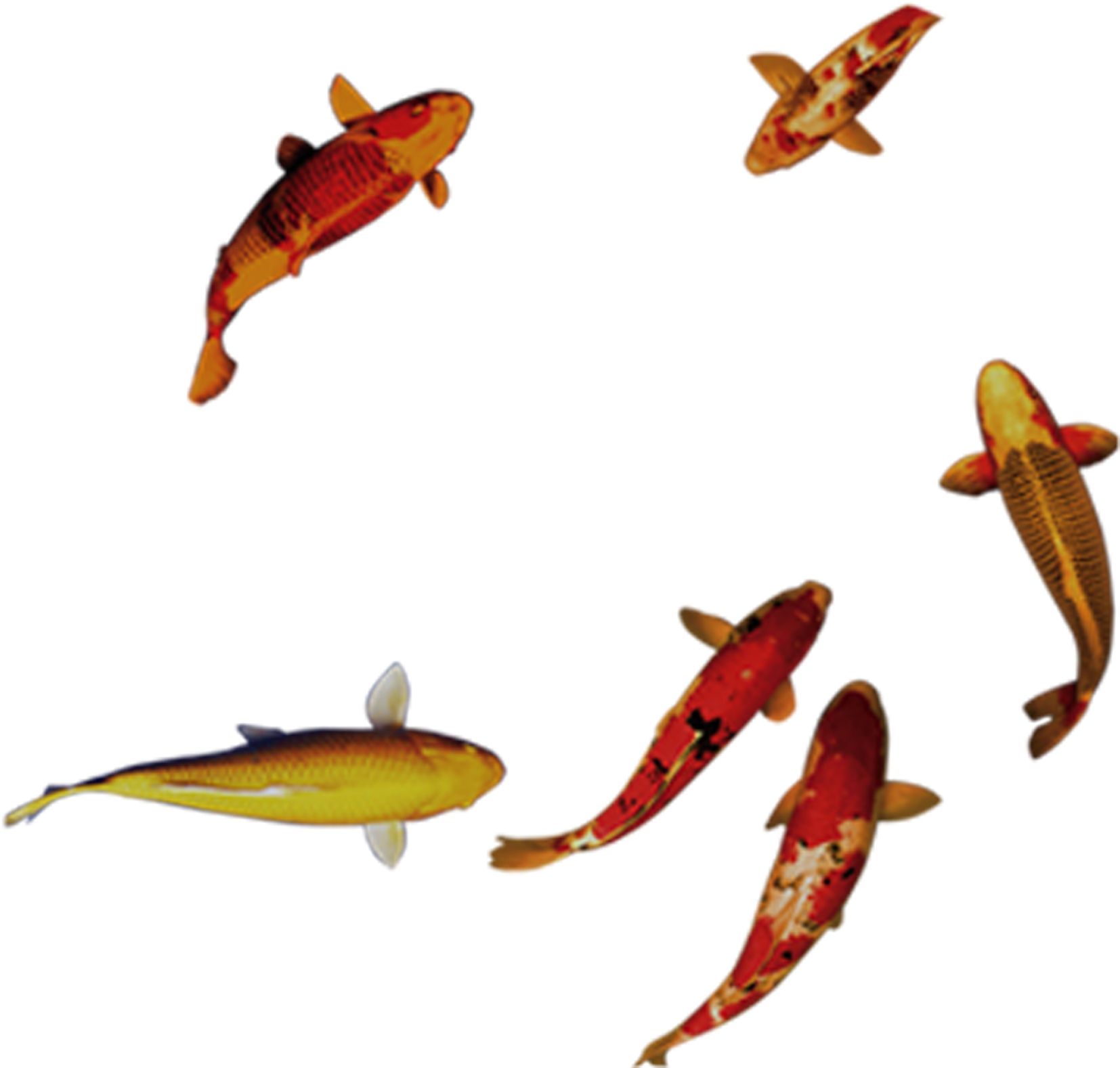 Carassius Auratus - Goldfish Swimming - Carassius Auratus - Goldfish Swimming (3071x2652)