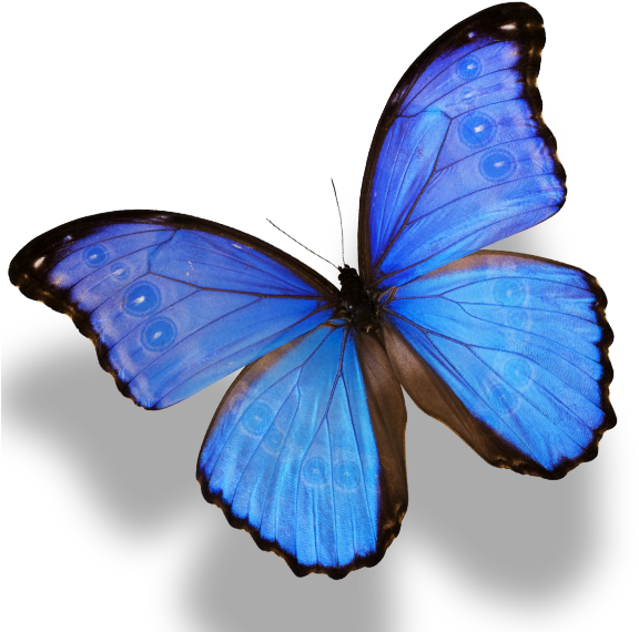 Monarch Butterfly Morpho Menelaus Morpho Amathonte - Blue Morpho Butterfly Png (591x591)
