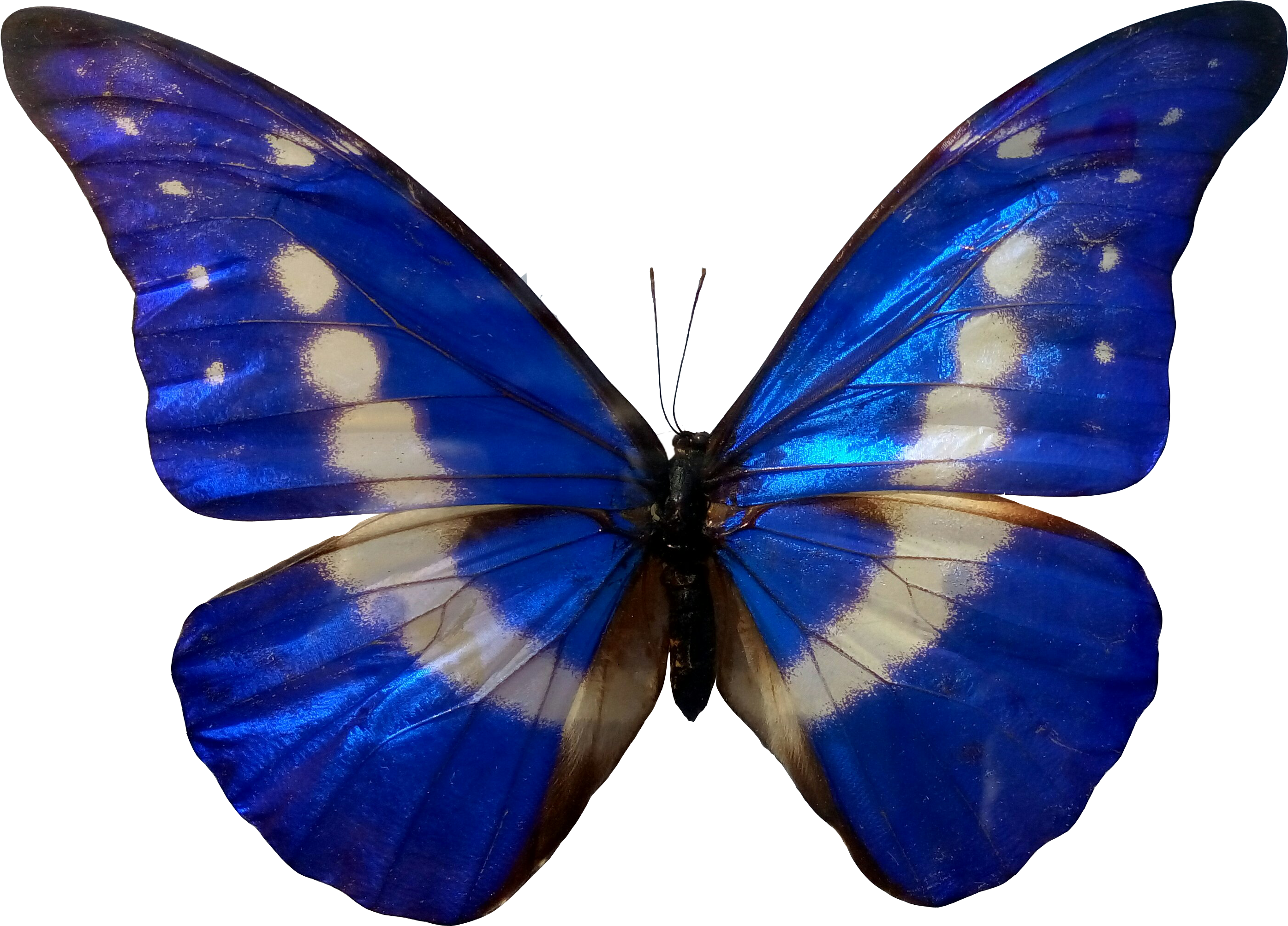 Butterfly Insect Morpho Blue Color - Blue Color Batturfly (3104x3104)