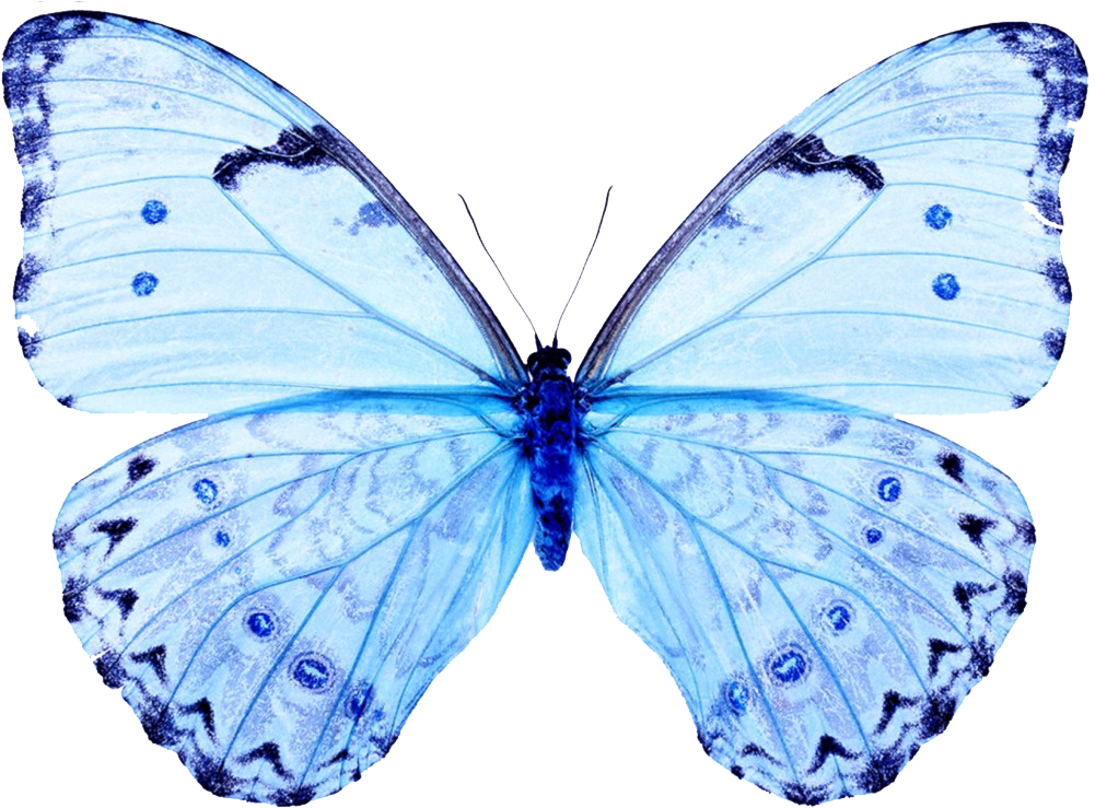 Бело голубые бабочки. Голубая бабочка. Синяя бабочка. Бабочки на белом фоне. Голубая бабочка на прозрачном фоне.