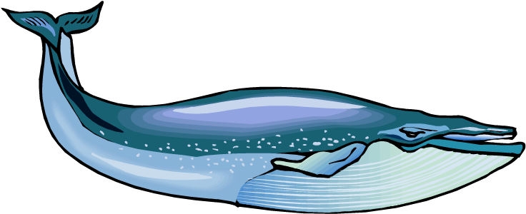 Blue Whale Clip Art - Blue Whale (750x313)