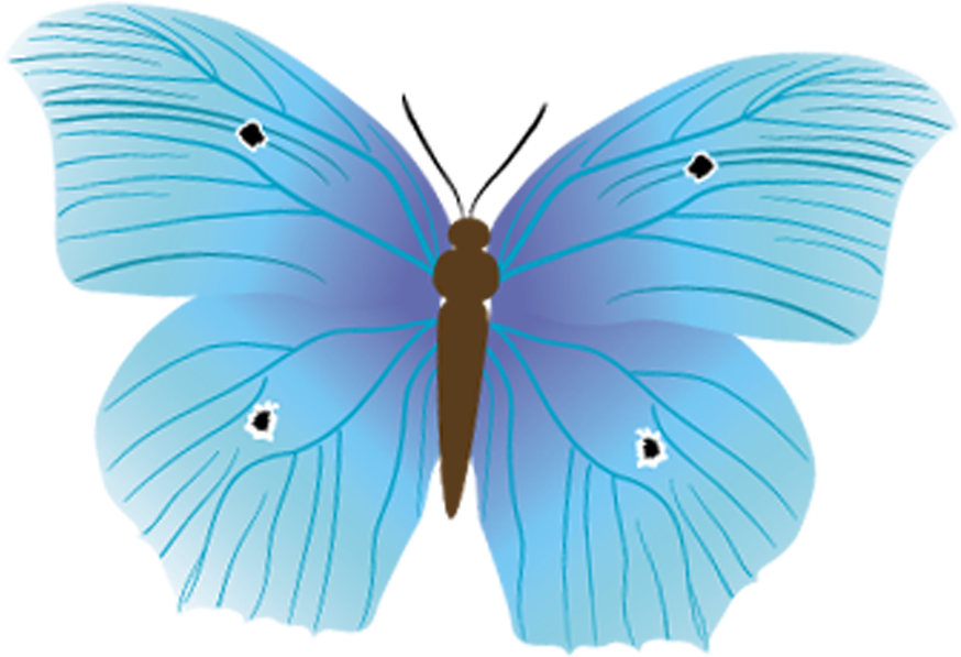 Butterfly Diagram Nymphalidae Insect - Butterfly Diagram Nymphalidae Insect (972x945)