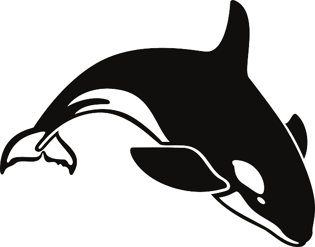 Ocean, Whale, Swim, Killer, Swimming - Black And White Whale (640x503)