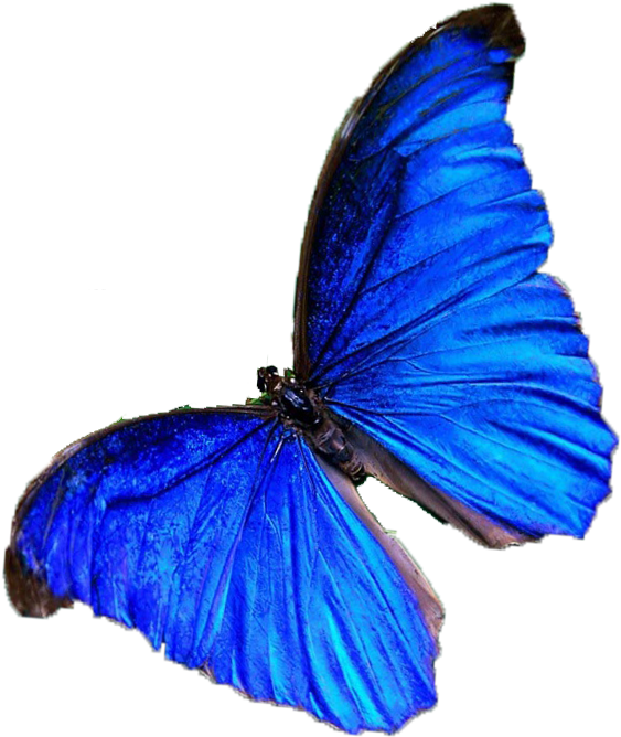 Butterfly Nymphalidae Blue Color - Butterfly Nymphalidae Blue Color (1024x768)